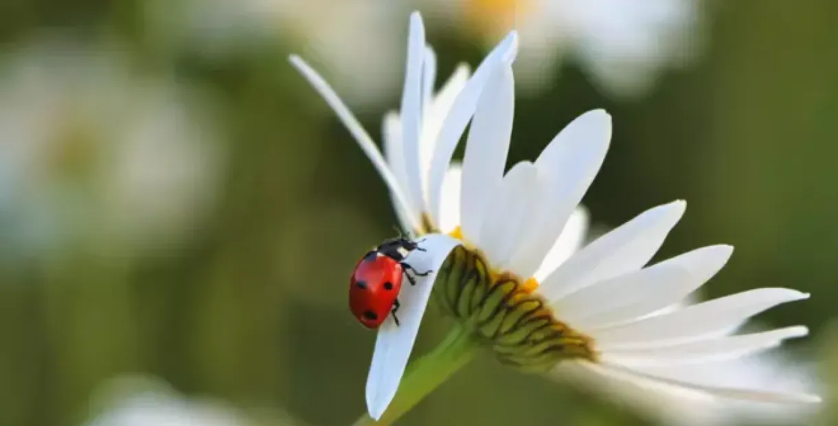 beetle